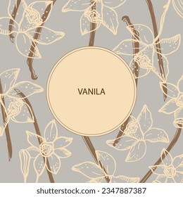 Vanilla label template background for text. Flower and sticks of vanilla plant vector illustration with pods, fragrant spices. For label,spice packaging, logo, card, banner.Hand drawn design element