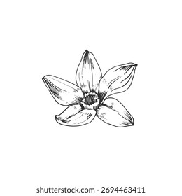 Flor de orquídea de vainilla Ilustración vectorial dibujada a mano. Objeto blanco y negro aislado en un fondo blanco. Elementos de diseño para el envasado de postres, especias y aceites esenciales.
