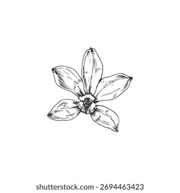 Flor de orquídea de vainilla Ilustración vectorial dibujada a mano. Objeto blanco y negro aislado en un fondo blanco. Elementos de diseño para el envasado de postres, especias y aceites esenciales.