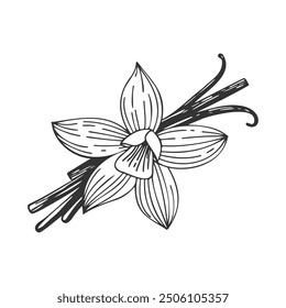 Vanilla orchid flower with vanilla sticks pods. Sketch drawing isolated on white background.