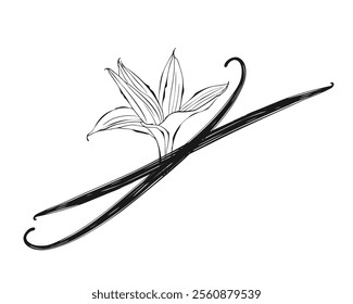 Vanilla orchid flower with vanilla sticks pods. Sketch stylized drawing isolated on white background. Vector illustration