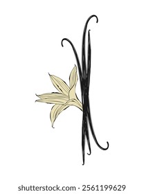 Vanilla orchid flower with vanilla sticks pods. Vertical sketch, stylized drawing, isolated on white background. Vector illustration