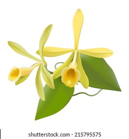 Vanilla Orchid  (Vanilla planifolia) Photo-realistic hand drawn vector illustration of vanilla flowers, including leaves and aerial roots, on white background.