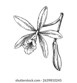 Vanilla orchid sketch. Hand drawn botanical illustration. Aromatic ingredient for food, perfumery, and organic cosmetics logo design. NOT AI generated