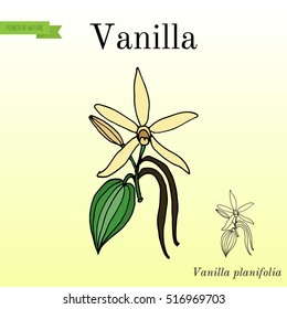 Vanilla orchids flower ((Vanilla planifolia). Vector illustration