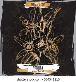 Vanilla planifolia aka vanilla vector hand drawn sketch. Aromatherapy collection. Great for traditional medicine, perfume design, cooking or gardening.
