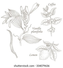 Vanilla planifolia, coffee, lemon. Set of illustration plant with fruits and flowers. Isolated image on white background. Vector.