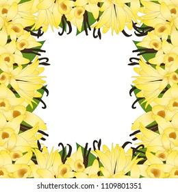 Vanilla Planifolia Flower and Vanilla Pods or Beans Border. Ice Cream Flavor. Vector illustration. isolated on White Background.