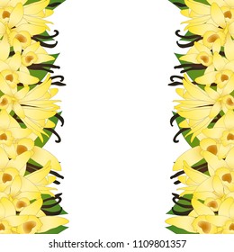 Vanilla Planifolia Flower and Vanilla Pods or Beans Border. Ice Cream Flavor. Vector illustration. isolated on White Background.