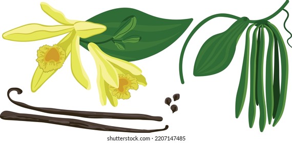 Planfolia de vainilla golpea flores frijoles verdes imagen vectorial sobre fondo blanco