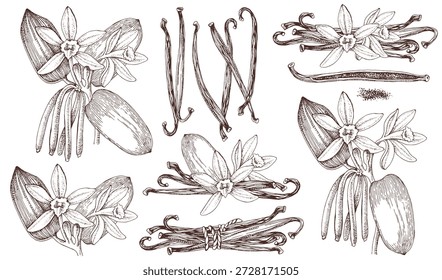 Vanilla plant hand drawn vector set