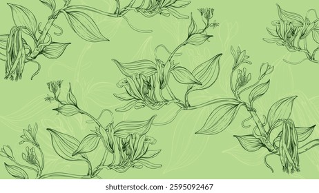 Vanilla plant including pods, stem, flowers and leaves hand drawn in vintage style. Sketch of vanilla plant. Vector illustration