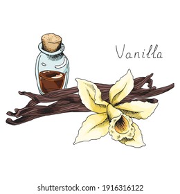 Vanilla. Plant pods. Blooming orchid flower. Fragrant oil in a bottle. Herb. Condiment for baking and cooking. Isolated illustration set on white background. Hand-drawn ink sketch.