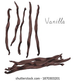 Vanilla. Plant pods. Herb. Condiment for baking and cooking. Isolated clipart set on white background. Hand-drawn ink sketch.