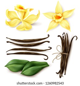 Vanilla Plant Realistic Set With Fresh Yellow Flowers Aromatic Dried Brown Beans And Leaves Isolated Vector Illustration