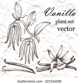 Vanilla plant set. Hand drawn illustration on grange background.