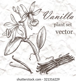 Vanilla plant set. Hand drawn illustration on grange background.