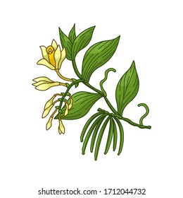 Ilustración botánica realista del vector de vainilla. Producto para preparar comida deliciosa y saludable. Aislado sobre fondo blanco.