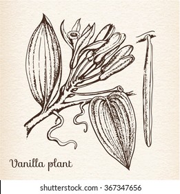 Vanilla plant, vintage engraved illustration.