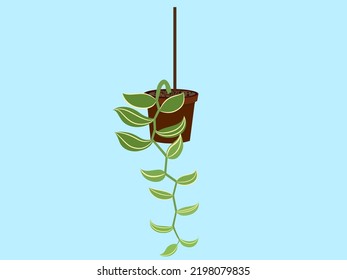 vanilla planted in a pot on a white background.