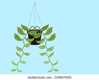 Vainilla plantada en una olla colgante en un fondo blanco.
