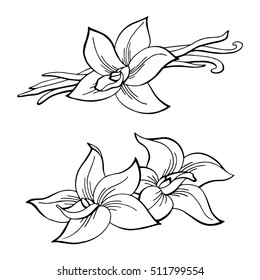 Vanilla pod flower graphic black white isolated sketch illustration vector
