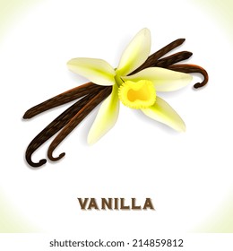 Vanilla pod and flower isolated on white background vector illustration
