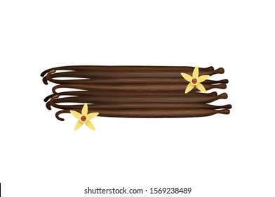 Vanilla pod and flower spice isolated on white background vector illustration