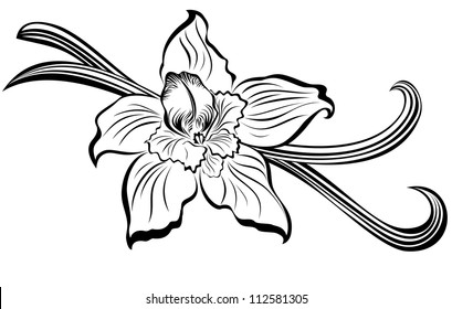 Vanilla Pods And Flower