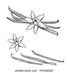 Vanilla pods and flower
