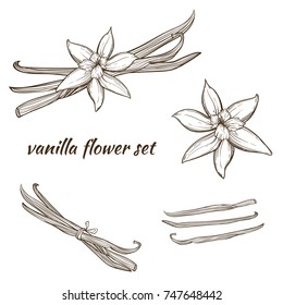 Vanilla pods and flower