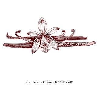 Vanilla pods and flower hand drawing Ink vector illustration. Dessert spice.
