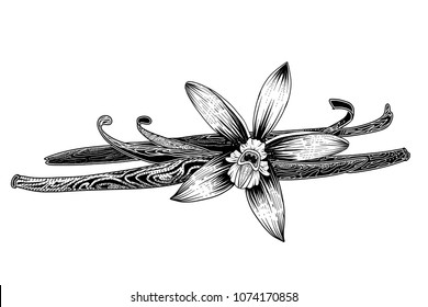 Vanilla pods and flower hand drawn Ink vector illustration. Dessert spice.