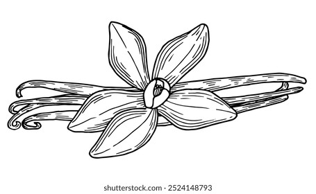 Vanilla pods and flower hand drawn. Natural spice and aroma ingredient. Sketch vector illustration