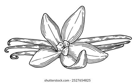 Vanilla pods and flower hand drawn composition. Natural aroma ingredient and spice. sketch vector illustration