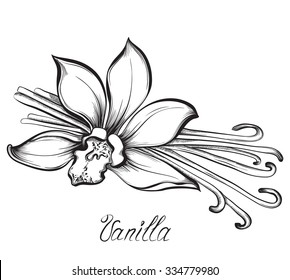 Vanilla pods and flower. Hand drawn sketches vector illustration on white background in vintage style.