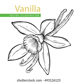 Vanilla pods and flower isolated in engraved style. Vanilla hand drawn sketch vector illustration on white. Vanilla stick. Dessert spice in vintage style. Doodle design cooking ingredient 
