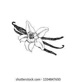 Vanilla pods and flower isolated on white background. Hand drawn sketch vector illustration.