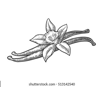 Vanilla pods and flower. Isolated on white background. Vector black vintage engraved illustration. Hand drawn design element for label and poster