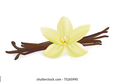 Vanilla Pods And Flower, Isolated On White Background, Vector Illustration