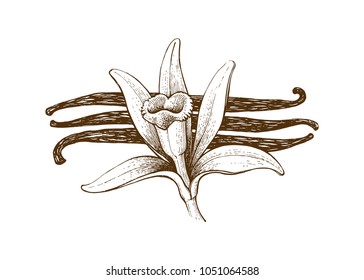 Vanilla pods and vanilla flower isolated, vector image of a flower and aromatic spices, Illustration of the hand