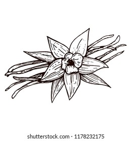 Vanilla pods and vanilla flower isolated, vector image of a flower and aromatic spices, Illustration of the hand draw