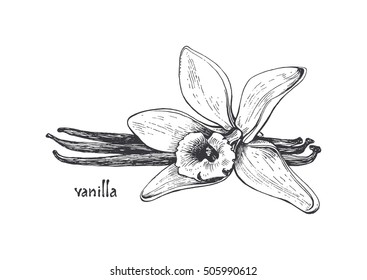 Vanilla pods and vanilla flower isolated, vector image of a flower and aromatic spices, Illustration of the hand