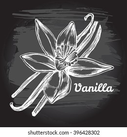 Vanilla pods and flower on the blackboard. Vector hand drawn Illustration.