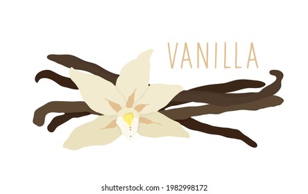 Vanilla Pods. Vanilla Flower. Outline Vector Illustration On A White Background.