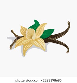 Vanilla pods and flower sets, isolated on the white background, vector illustration.