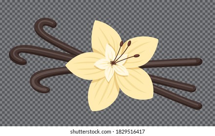 Vanilla Pods And Flower. Vector Illustration. Stock Vector