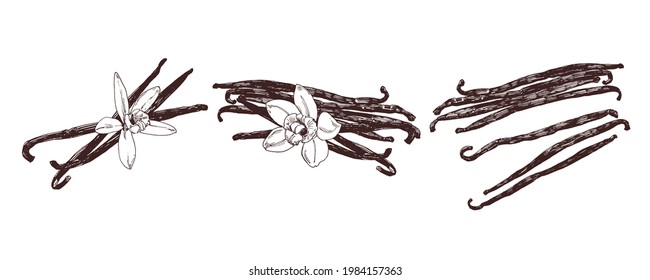 Vanilla pods with vanilla flower, vintage graphic illustration