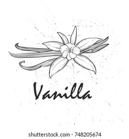 Vanilla pods and flowers