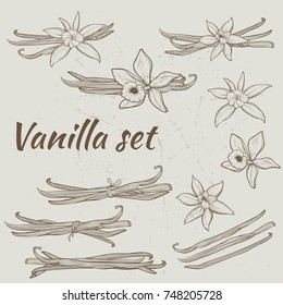 Vanilla pods and flowers